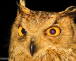 پرنده نگري - شاه بوف - Eurasian Eagle-owl - Bubo bubo