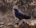 پرنده نگري - شاه بوف - Eurasian Eagle-owl - Bubo bubo