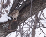 پرنده نگري - جغد کوچک - Little Owl - Athene noctua