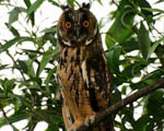 پرنده نگري - جغد گوش دراز - Northern Long-eared Owl - Asio otus