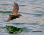 پرنده نگري - باد خورک معمولی - Common Swift - Apus apus