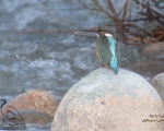 پرنده نگری در ایران - ماهی خورک کوچک