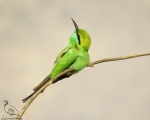 پرنده نگري - زنبور خور سبز کوچک - Little Green Bee-eater - Merops orientalis