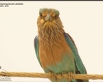پرنده نگري - سبزقبا هندی - Indian Roller - Coracias benghalensis