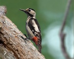 پرنده نگري - دارکوب باغی - Syrian Woodpecker - Dendrocopos syriacus
