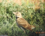 پرنده نگری در ایران - چکاوک گندم زار