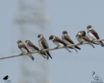 پرنده نگری در ایران - چلچله رودخانه ای