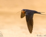 پرنده نگري - پرستو - Barn Swallow - Hirundo rustica
