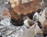 پرنده نگری در ایران - چلچله کوهی