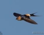 پرنده نگري - پرستوی دمگاه صورتی - Red-rumped Swallow - Cecropis daurica