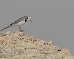 پرنده نگری در ایران - White Wagtail