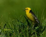 پرنده نگری در ایران - دمجنبانک سرزرد