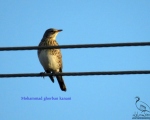 پرنده نگري - توکای پشت بلوطی - Fieldfare - Turdus pilaris