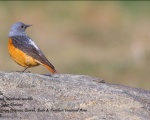 پرنده نگري - طرقه کوهی - Common Rock-thrush - Monticola saxatilis