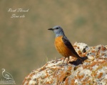 پرنده نگري - طرقه کوهی - Common Rock-thrush - Monticola saxatilis