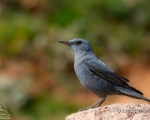پرنده نگري - طرقه بنفش - Blue Rock-thrush - Monticola solitarius