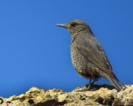 پرنده نگری در ایران - طرقه کوهی ماده