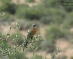پرنده نگری در ایران - سینه سرخ ایرانی