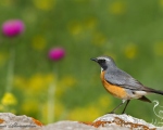 پرنده نگري - سینه سرخ ایرانی - White-throated Robin - Irania gutturalis