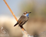 پرنده نگري - گلوآبی - Bluethroat - Luscinia svecica
