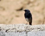 پرنده نگري - دم سرخ سیاه - Black Redstart - Phoenicurus ochruros