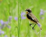 پرنده نگري - چک بوته ای - Whinchat - Saxicola rubetra