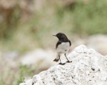 پرنده نگري - چکچک ابلق خاوری - Variable Wheatear - Oenanthe picata