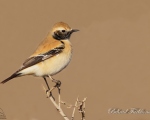 پرنده نگري - چکچک بیابانی - Desert Wheatear - Oenanthe deserti