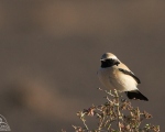 پرنده نگري - چکچک بیابانی - Desert Wheatear - Oenanthe deserti
