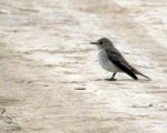 پرنده نگري - مگس گیر خالدار - Spotted Flycatcher - Muscicapa striata