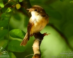 پرنده نگري - مگس گیر سینه سرخ - Red-breasted Flycatcher - Ficedula parva