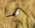 پرنده نگری در ایران - سسک شکیل