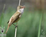 پرنده نگري - سسک نیزار بزرگ - Great Reed-warbler - Acrocephalus arundinaceus
