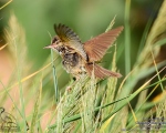 پرنده نگري - سسک نیزار پر صدا - Clamorous Reed-warbler - Acrocephalus stentoreus