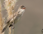 پرنده نگري - سسک نیزار پر صدا - Clamorous Reed-warbler - Acrocephalus stentoreus