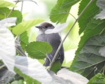 پرنده نگري - سسک سر سیاه - Blackcap - Sylvia atricapilla