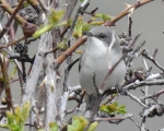 پرنده نگری در ایران - سسک گلو سفید کوچک