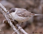 پرنده نگري - سسک چشم سفید - Orphean Warbler - Sylvia hortensis