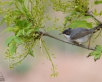 پرنده نگري - سسک سر دودی - Menetries's Warbler - Sylvia mystacea