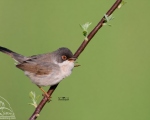 پرنده نگري - سسک سر دودی - Menetries's Warbler - Sylvia mystacea