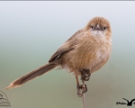 پرنده نگري - لیکوی تالابی - Iraq Babbler - Turdoides altirostris