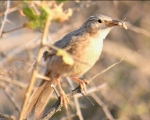 پرنده نگري - لیکو - Common Babbler - Turdoides caudata
