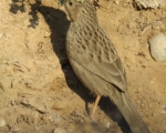 پرنده نگری در ایران - لیکو معمولی
