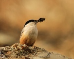 پرنده نگري - کمرکلی بزرگ - Eastern Rock Nuthatch - Sitta tephronota