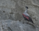 پرنده نگري - دیوار خزک - Wallcreeper - Tichodroma muraria