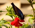 پرنده نگري - شهد خور - Purple Sunbird - Cinnyris asiaticus