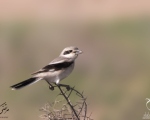پرنده نگری در ایران - سنگ چشم خاکستری بزرگ