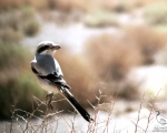 پرنده نگری در ایران - سنگ چشم