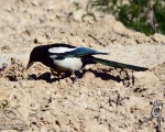 پرنده نگري - زاغی - Common Magpie - Pica pica