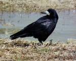 پرنده نگري - کلاغ سیاه - Rook - Corvus frugilegus